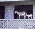 Goats at St. Nevis - Barefoot Windjammer Caribbean cruise Travel Photography