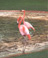 Flamingo (zoo) - Oahu Hawaiian Sunsets Travel Photography
