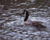 Goose in Swan Pond - Boston Public Garden  Boston, MA Travel Photography