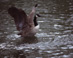 Goose in Swan Pond - Boston Public Garden  Boston, MA Travel Photography