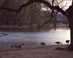 Geese at Swan Pond - Boston Public Garden  Boston, MA Travel Photography