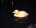 Duckling on Swan Pond - Boston Public Garden  Boston, MA Travel Photography