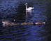 Goose family - Boston Public Garden  Boston, MA Travel Photography