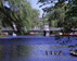 Foot bridge in Public Garden - Boston Public Garden Foot bridge  Boston, MA Travel Photography