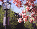 Magnolias in Backbay - Boston, MA Travel Photography