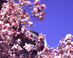 Magnolias in Backbay - Boston, MA Travel Photography