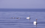 Swans a swimming - Old Saybrook Travel Photography