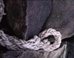 Washed-up rope on breaker - Old Saybrook Travel Photography