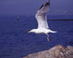 Gull takes flight - Old Saybrook Travel Photography