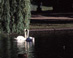 Swans on Swan Pond - Boston Public Garden Swans Boston MA Travel Photography
