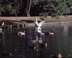 Swans on Swan Pond - Boston Public Garden Swans  Boston MA Travel Photography 