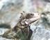 Iguana at Bolongo Bay - Caribbean Islands Travel Photography