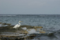 Cancun - A Stork at the Beach  
