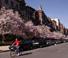 Magnolias in Boston's Backbay Travel Photography