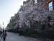 Magnolias in Boston's Backbay Travel Photography